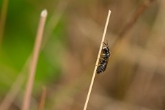 David Plant Photography - Wildlife Photography - Chalk yellow-face bee, Hylaeus dilatatus - A