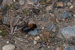 David Plant Photography - Wildlife Photography - Cliff mining bee, Andrena thoracica - B