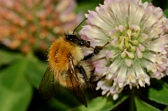 David Plant Photography - Wildlife Photography - Common carder bee, Bombus pascuorum - B