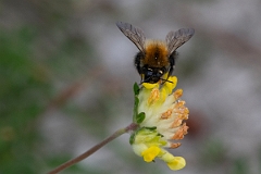 David Plant Photography - Wildlife Photography - Common carder bee, Bombus pascuorum - D