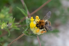 David Plant Photography - Wildlife Photography - Common carder bee, Bombus pascuorum - E