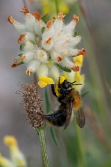 David Plant Photography - Wildlife Photography - Common carder bee, Bombus pascuorum - F