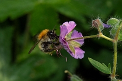 David Plant Photography - Wildlife Photography - Common carder bee, Bombus pascuorum - H