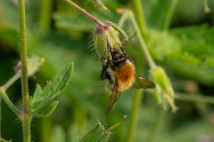David Plant Photography - Wildlife Photography - Common carder bee, Bombus pascuorum - I