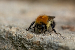 David Plant Photography - Wildlife Photography - Common carder bee, Bombus pascuorum - K
