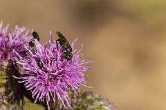 David Plant Photography - Wildlife Photography - Common yellow-face bee, Hylaeus communis - A