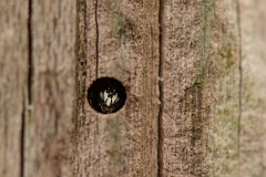 David Plant Photography - Wildlife Photography - Common yellow-faced bee, Hylaeus communis - A