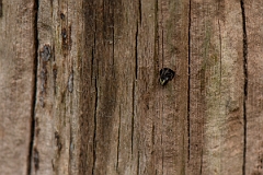 David Plant Photography - Wildlife Photography - Common yellow-faced bee, Hylaeus communis - B