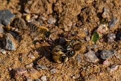 David Plant Photography - Wildlife Photography - Early colletes, Colletes cunicularius - A