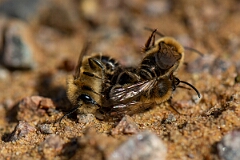 David Plant Photography - Wildlife Photography - Early colletes, Colletes cunicularius - C