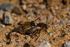 David Plant Photography - Wildlife Photography - Early colletes, Colletes cunicularius - D
