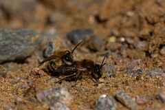 David Plant Photography - Wildlife Photography - Early colletes, Colletes cunicularius - E