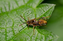David Plant Photography - Wildlife Photography - Early nomad bee, Nomada leucophthalma - A