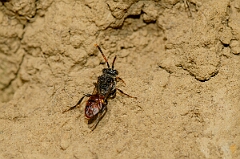 David Plant Photography - Wildlife Photography - Fabricius's nomad bee, Nomada fabriciana - A