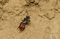 David Plant Photography - Wildlife Photography - Fabricius's nomad bee, Nomada fabriciana - B
