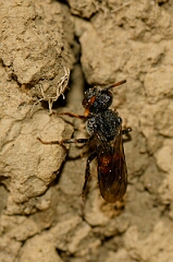 David Plant Photography - Wildlife Photography - Fabricius's nomad bee, Nomada fabriciana - C