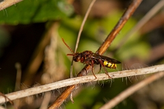 David Plant Photography - Wildlife Photography - Flavous nomad bee, Nomada flava - B