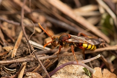 David Plant Photography - Wildlife Photography - Flavous nomad bee, Nomada flava - C