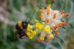 David Plant Photography - Wildlife Photography - Garden bumblebee, Bombus hortorum - A