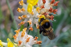 David Plant Photography - Wildlife Photography - Garden bumblebee, Bombus hortorum - B