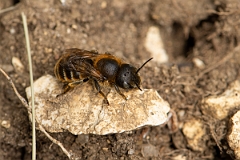 David Plant Photography - Wildlife Photography - Golden-fringed mason bee, Osmia aurulenta - A