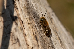 David Plant Photography - Wildlife Photography - Golden-fringed mason bee, Osmia aurulenta - D