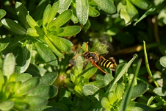 David Plant Photography - Wildlife Photography - Gooden's nomad bee, Nomada goodeniana - A