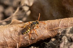 David Plant Photography - Wildlife Photography - Gooden's nomad bee, Nomada goodeniana - B