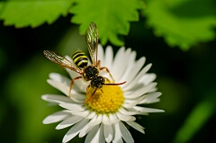 David Plant Photography - Wildlife Photography - Gooden's nomad bee, Nomada goodeniana - F