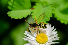 David Plant Photography - Wildlife Photography - Gooden's nomad bee, Nomada goodeniana - G