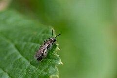 David Plant Photography - Wildlife Photography - Green furrow bee, Lasioglossum morio - A