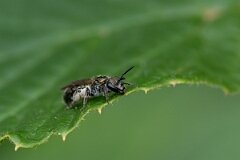 David Plant Photography - Wildlife Photography - Green furrow bee, Lasioglossum morio - B