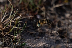 David Plant Photography - Wildlife Photography - Green-eyed flower bee, Anthophora bimaculata - B