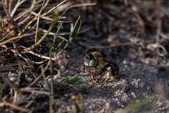 David Plant Photography - Wildlife Photography - Green-eyed flower bee, Anthophora bimaculata - D
