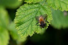 David Plant Photography - Wildlife Photography - Grey-patched mining bee, Andrena nitida - C