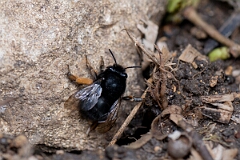 David Plant Photography - Wildlife Photography - Hairy-footed flower bee, Anthophora plumipes - F