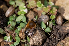 David Plant Photography - Wildlife Photography - Hairy-footed flower bee, Anthophora plumipes - G