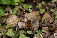 David Plant Photography - Wildlife Photography - Hairy-footed flower bee, Anthophora plumipes - J