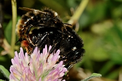 David Plant Photography - Wildlife Photography - Hill cuckoo-bee, Bombus rupestris - A