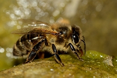 David Plant Photography - Wildlife Photography - Honey bee - B