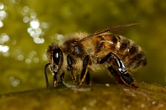 David Plant Photography - Wildlife Photography - Honey bee - C