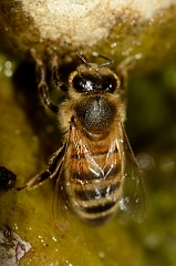 David Plant Photography - Wildlife Photography - Honey bee - E