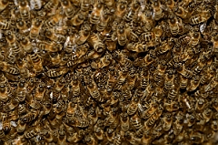 David Plant Photography - Wildlife Photography - Honey bee - F