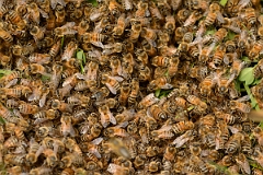 David Plant Photography - Wildlife Photography - Honey bee - G