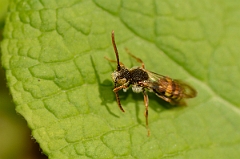 David Plant Photography - Wildlife Photography - Nomada flava - A