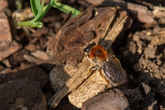 David Plant Photography - Wildlife Photography - Orange-tailed mining bee, Andrena haemorrhoa - D