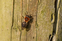 David Plant Photography - Wildlife Photography - Orange-tailed mining bee, Andrena haemorrhoa - E