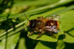 David Plant Photography - Wildlife Photography - Osmia rufa - B