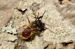David Plant Photography - Wildlife Photography - Osmia rufa - C