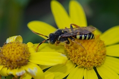 David Plant Photography - Wildlife Photography - Painted nomad bee, Nomada fucata - A